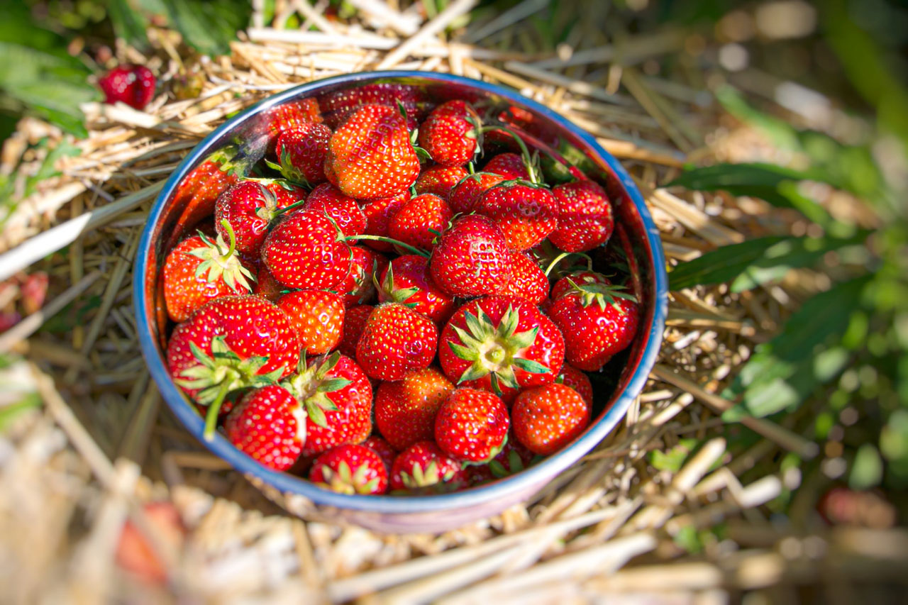 Erdbeeren in Graz selber pflücken Erdbeerfelder in deiner Nähe