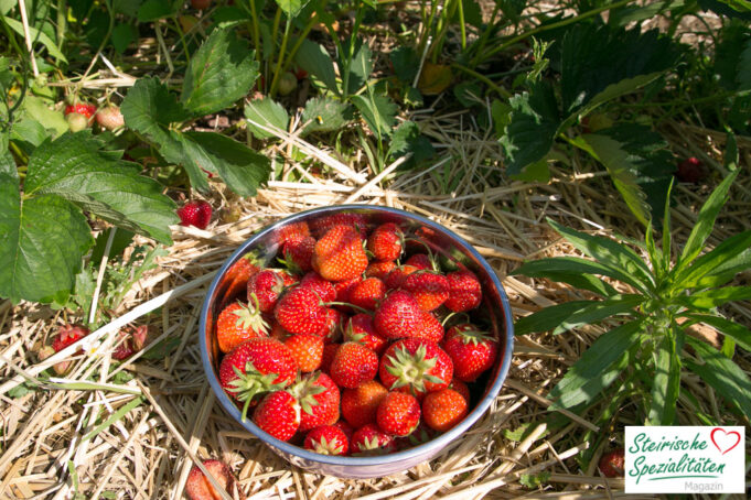 Erdbeeren in Graz selber pflücken Erdbeerfelder in deiner Nähe