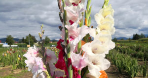 Blumen selber pflücken