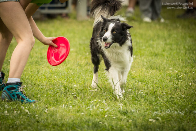 Was kostet ein Hund