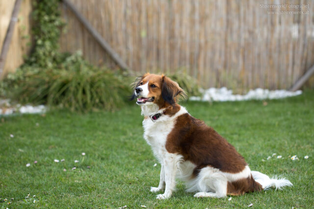 Idealer Garten für Hunde