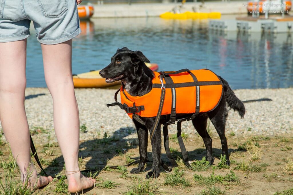 Schwimmweste für den Hund