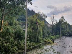 Unwetter entwurzelte Bäume in Graz