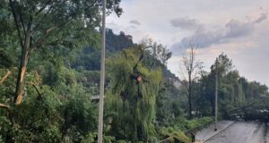 Unwetter entwurzelte Bäume in Graz