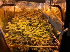 Sicherstellung Marihuana