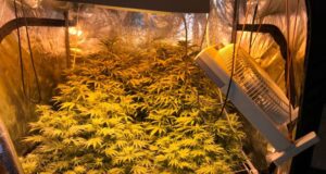 Sicherstellung Marihuana