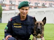 Polizeidiensthund Fly Spirit of Graz
