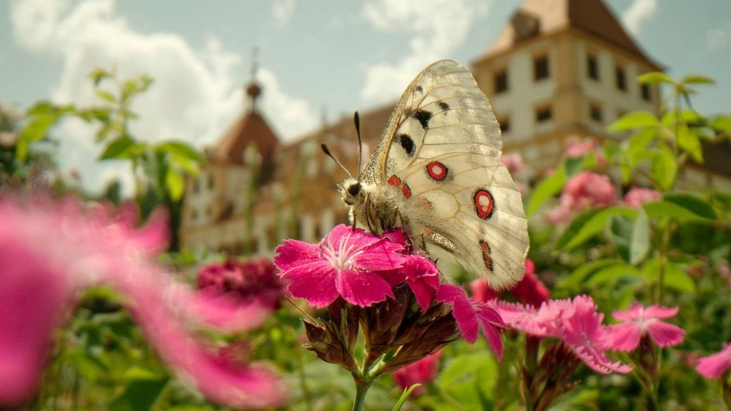 Apollofalter vor Schloss Eggenberg Graz