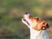 Jack Russel Terrier