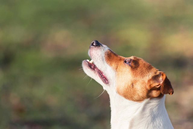 Jack Russel Terrier