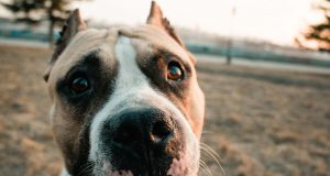 Staffordshire Tterrier