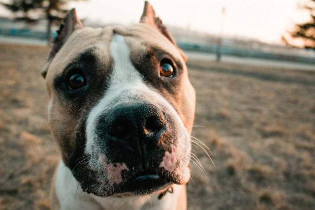 Staffordshire Tterrier