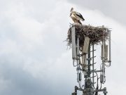 Storch in Graz