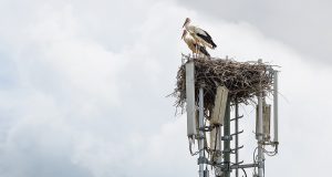 Storch in Graz