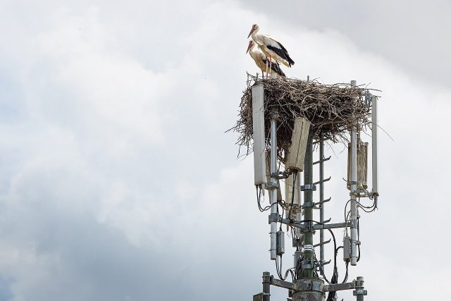 Storch in Graz