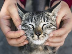 Soziale Unterstützung für Tierfutterkosten