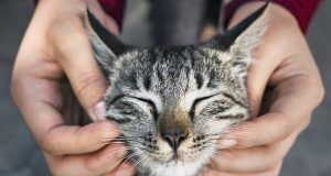 Soziale Unterstützung für Tierfutterkosten