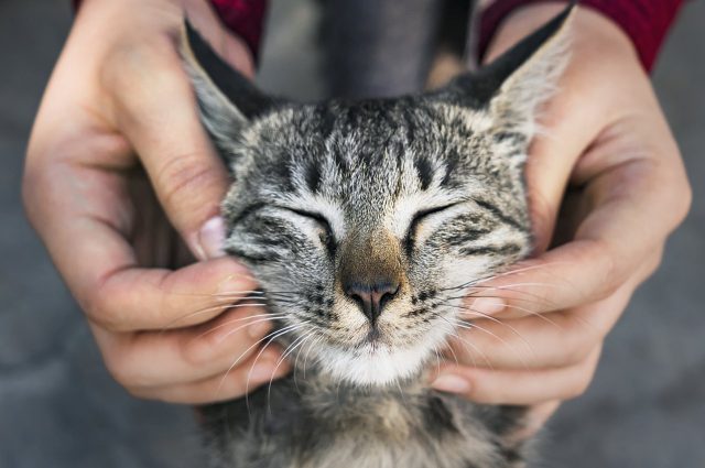 Soziale Unterstützung für Tierfutterkosten