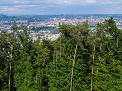 Wald um Graz