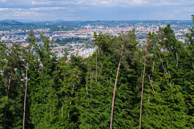 Wald um Graz