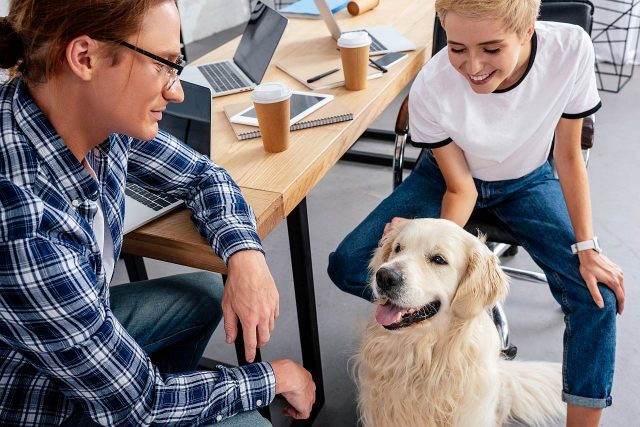 Büro Kollegen mit Hund