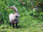 Steinbock im Wald