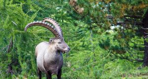 Steinbock im Wald