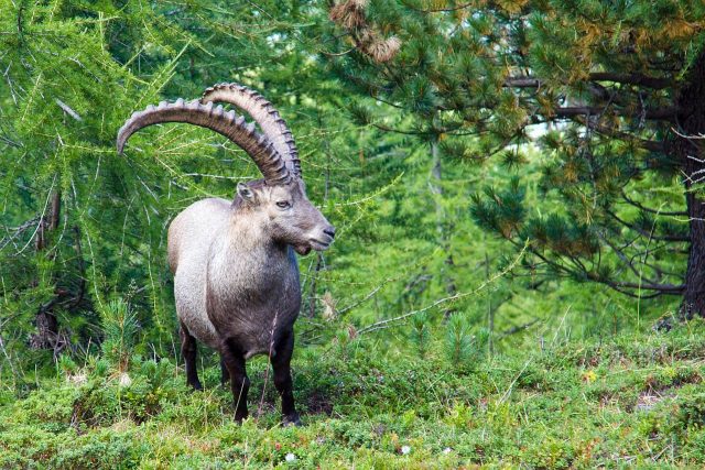 Steinbock im Wald