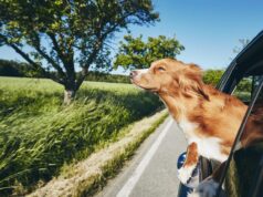 Hund fährt im Auto mit