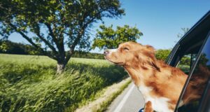 Hund fährt im Auto mit