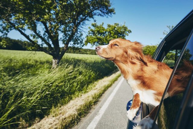 Hund fährt im Auto mit