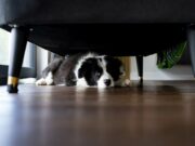 Hund versteckt sich zu Silvester