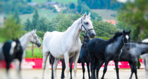 Unesco Lipizzanerzucht