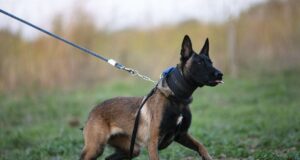 Belgischer Schäferhund