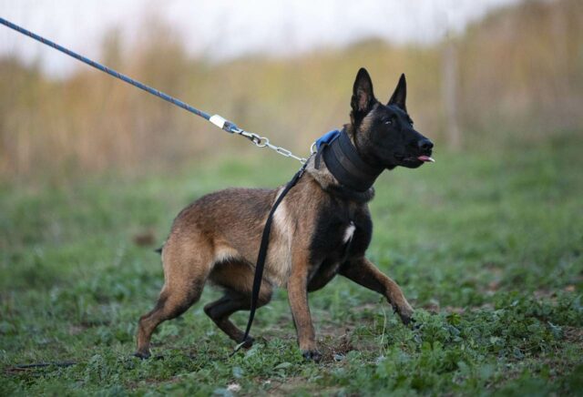 Belgischer Schäferhund