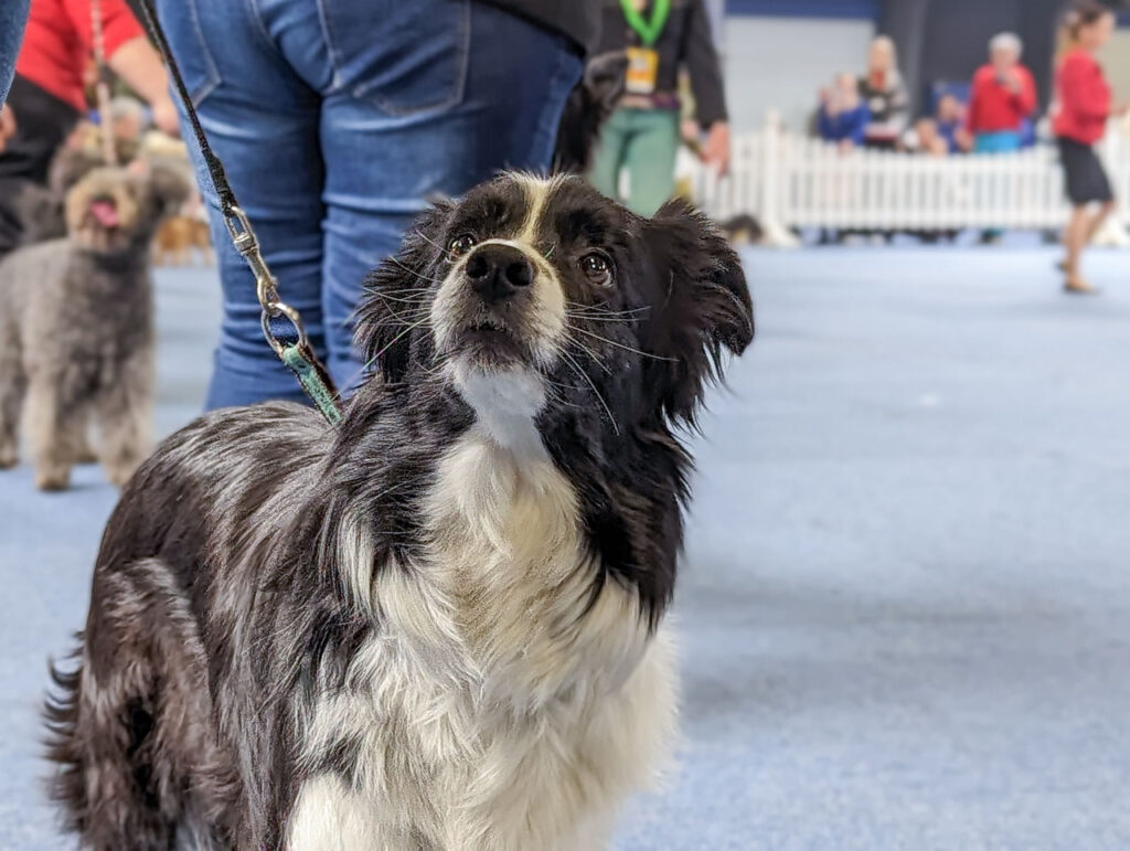 Hundeausstellung Border Collie