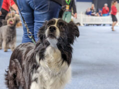 Hundeausstellung Border Collie