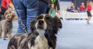 Hundeausstellung Border Collie