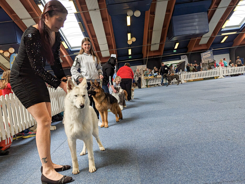 Vorführung auf der Hundeausstellung Premstätten