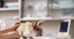 Tierarzt Notdienst