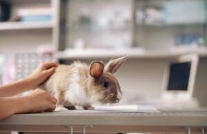 Tierarzt Notdienst