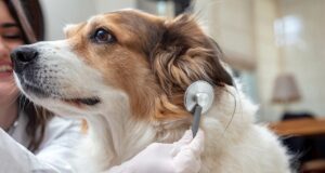 Haustier Notfall Erste Hilfe