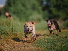 American Staffordshire Terrier