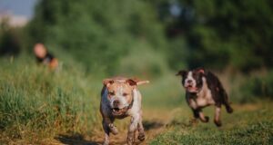 American Staffordshire Terrier