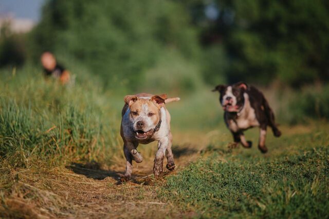 American Staffordshire Terrier