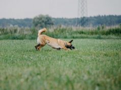 Arbeitshund beim Gebrauchshundesport