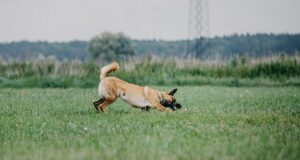 Arbeitshund beim Gebrauchshundesport