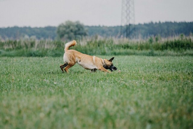 Arbeitshund beim Gebrauchshundesport