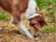 Hund schnüffelt am Boden