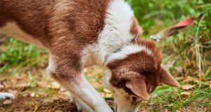 Hund schnüffelt am Boden